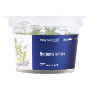 Biljka Hottonia inflata in vitro